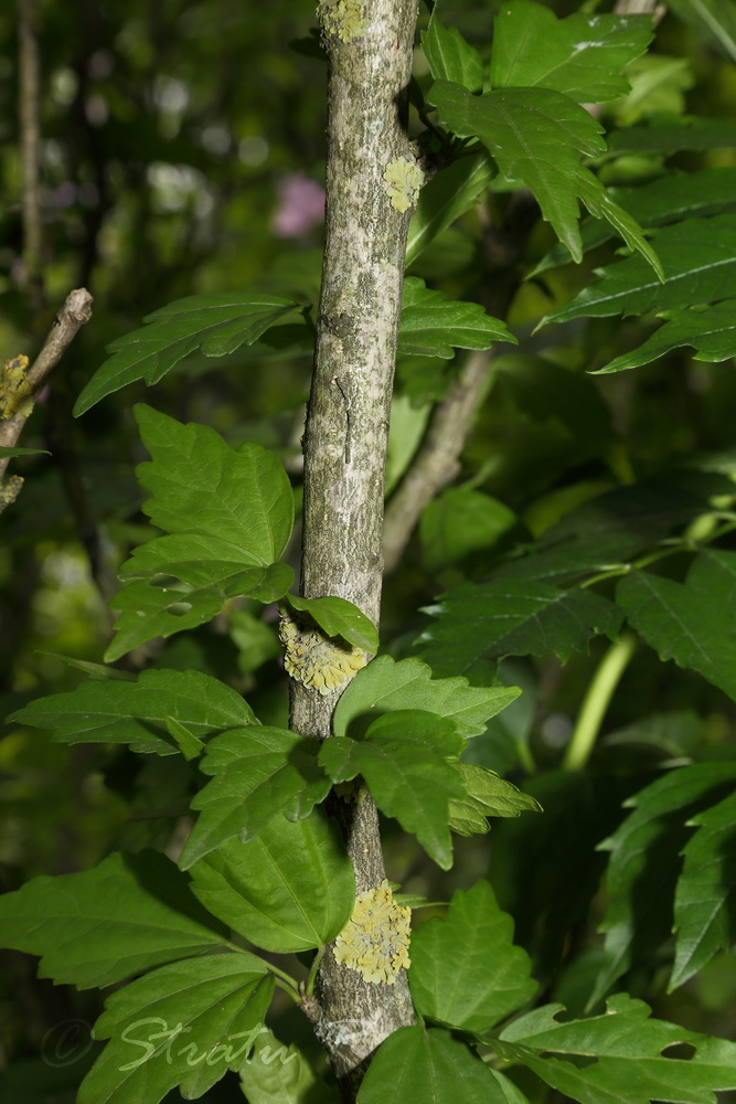 Image of Hibiscus syriacus specimen.