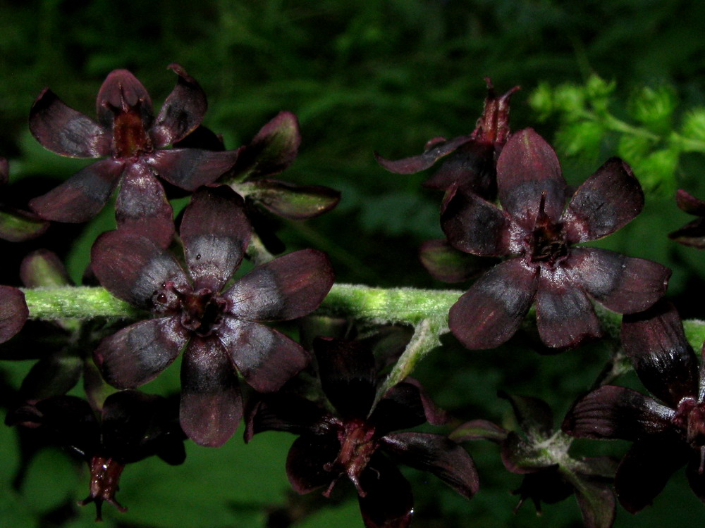 Изображение особи Veratrum nigrum.