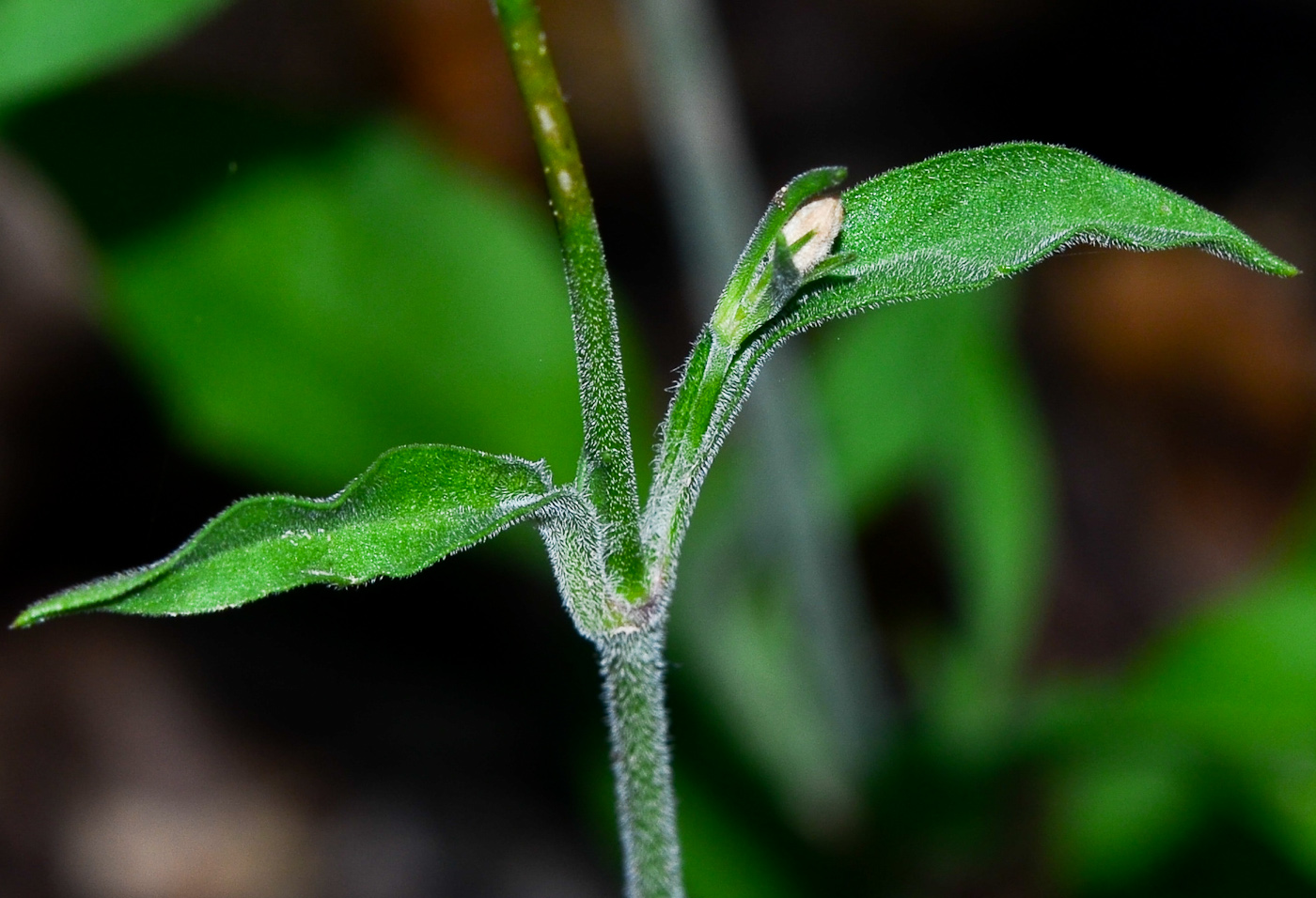 Image of Silene italica specimen.