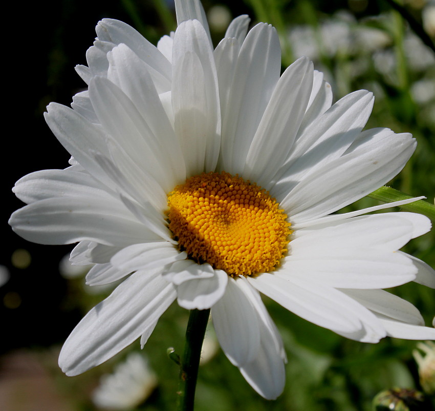 Изображение особи Leucanthemum maximum.