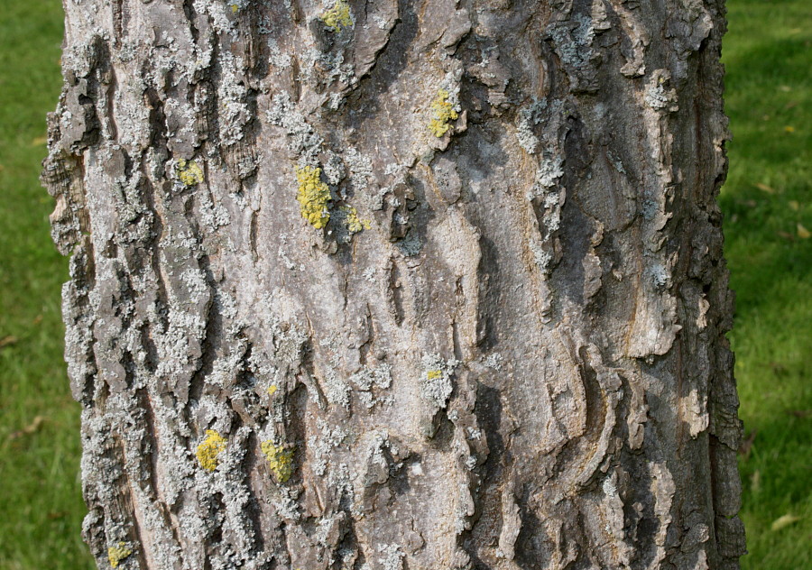 Image of genus Celtis specimen.