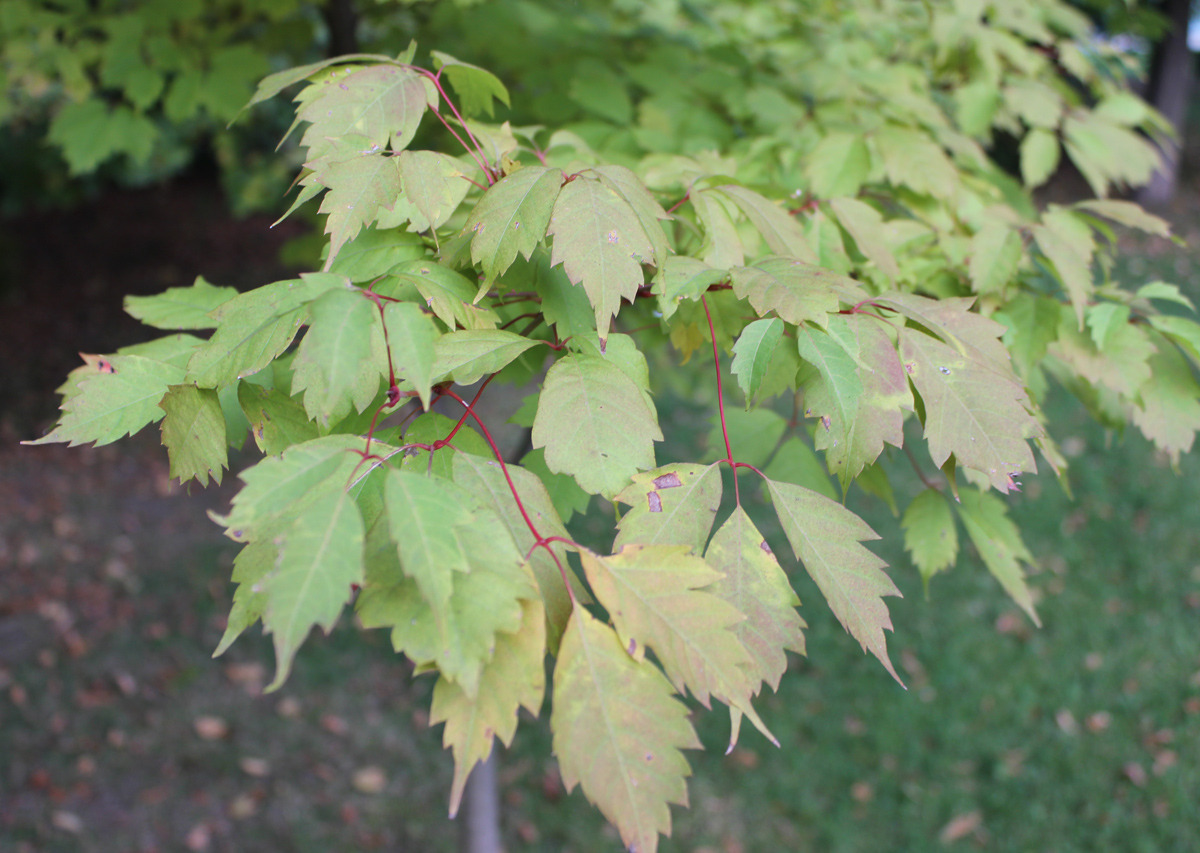 Image of Acer cissifolium specimen.