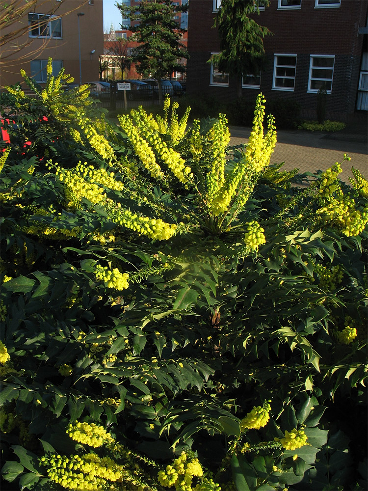 Image of Mahonia bealei specimen.