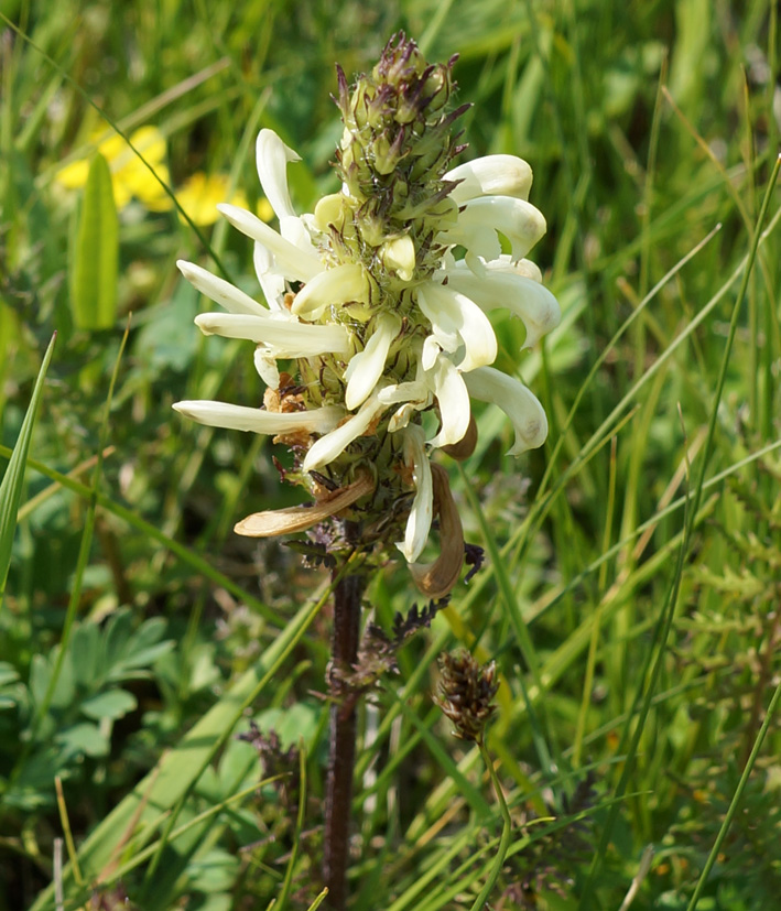 Image of Pedicularis venusta specimen.