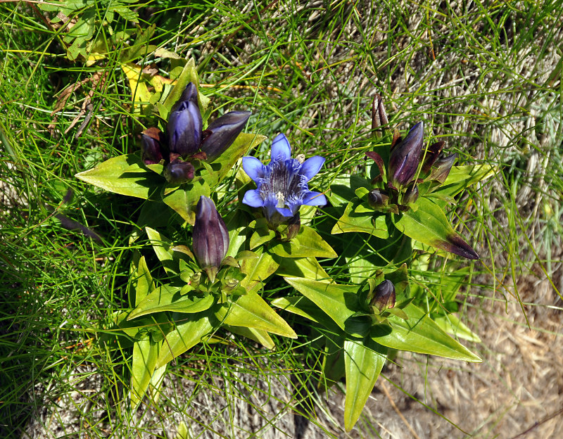 Image of Gentiana septemfida specimen.