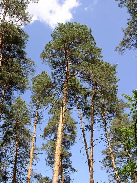 Image of Pinus sylvestris specimen.