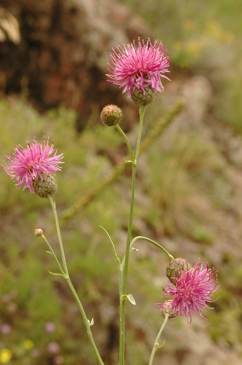 Image of Centaurea adpressa specimen.