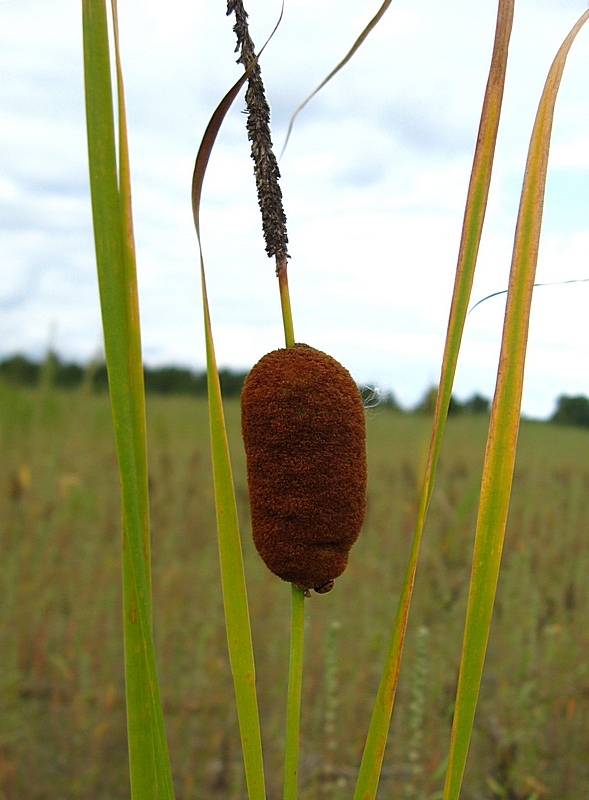 Изображение особи Typha laxmannii.