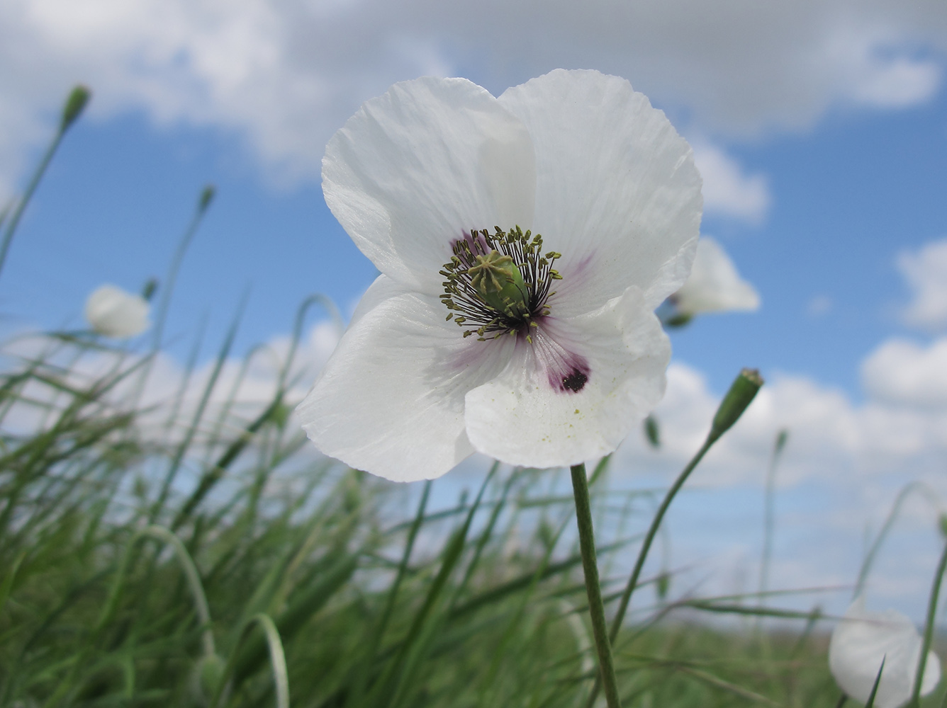 Image of Papaver albiflorum specimen.