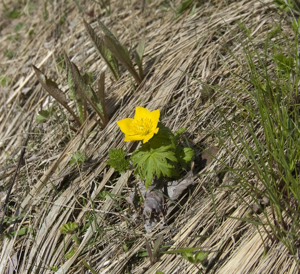 Изображение особи Trollius ranunculinus.