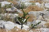 Cerasus tianshanica. Кустарничек. Южный Казахстан, хр. Боролдайтау, гора Нурбай. 26.05.2008.