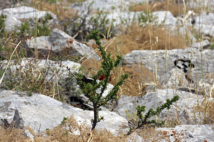 Image of Cerasus tianshanica specimen.