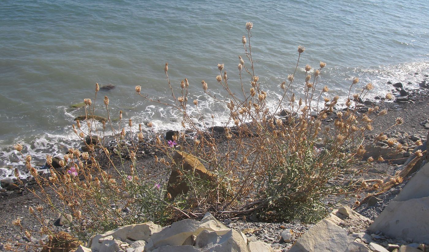 Image of Centaurea novorossica specimen.