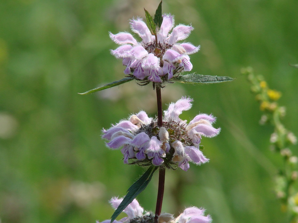 Image of Phlomoides tuberosa specimen.