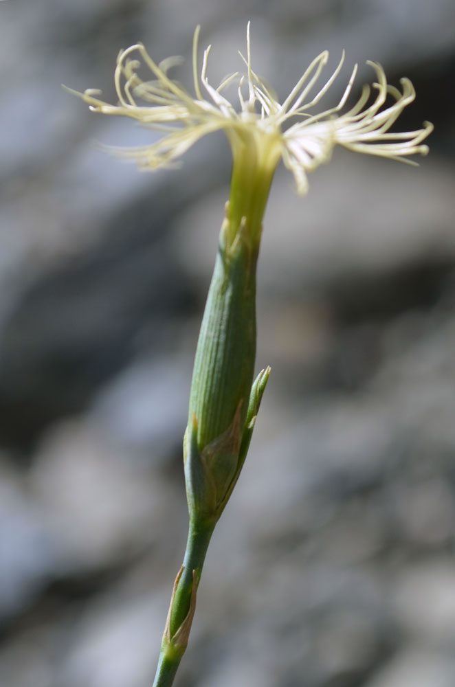 Изображение особи Dianthus angrenicus.