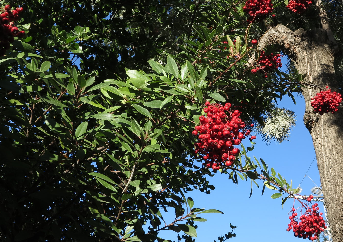 Image of Heteromeles arbutifolia specimen.