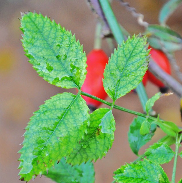 Image of Rosa canina specimen.