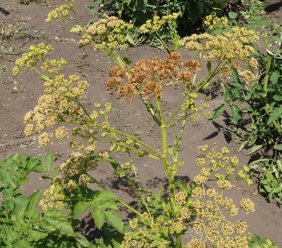 Image of Pastinaca sativa specimen.