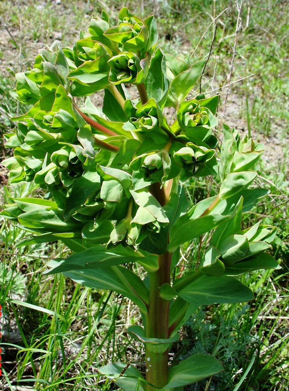 Изображение особи Euphorbia yaroslavii.