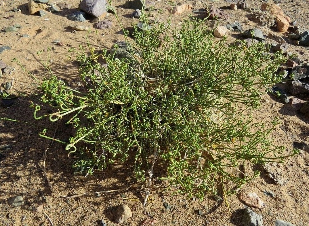 Image of genus Ephedra specimen.