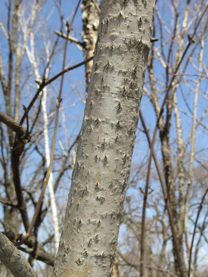 Image of Populus tremula specimen.