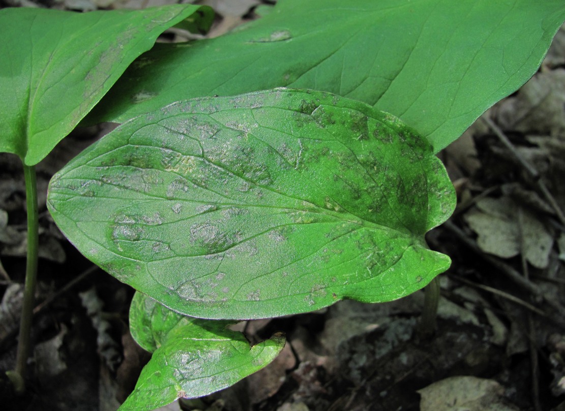 Image of Arum maculatum specimen.