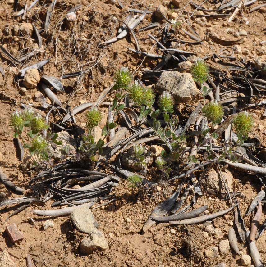 Image of genus Trifolium specimen.