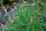 Achillea millefolium