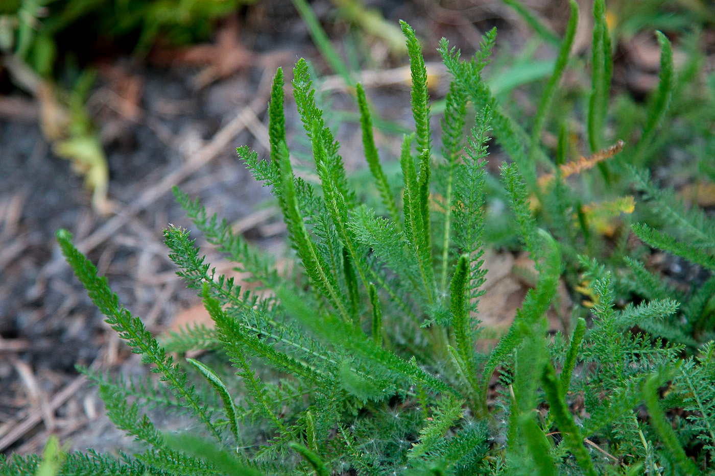 Изображение особи Achillea millefolium.