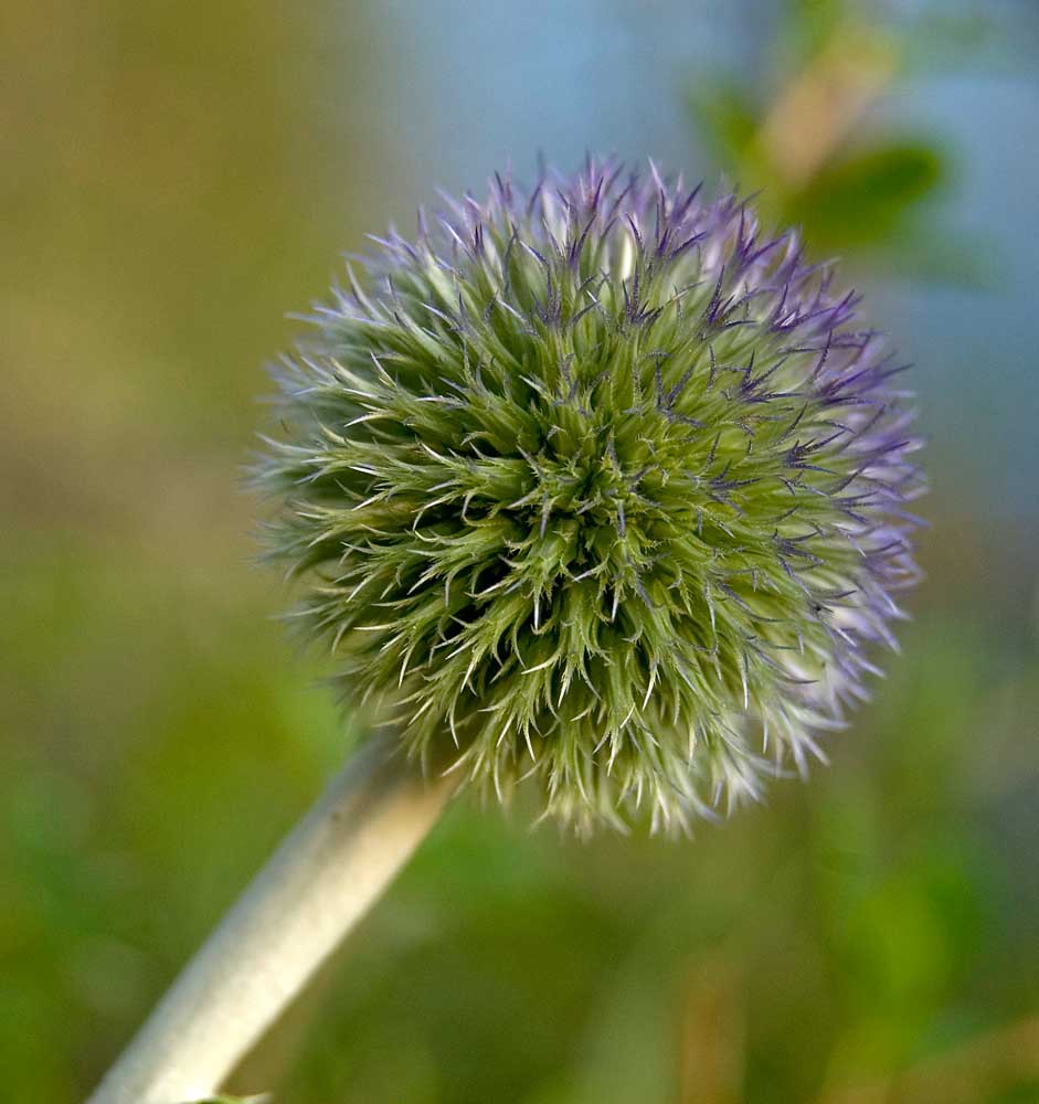 Изображение особи Echinops ruthenicus.