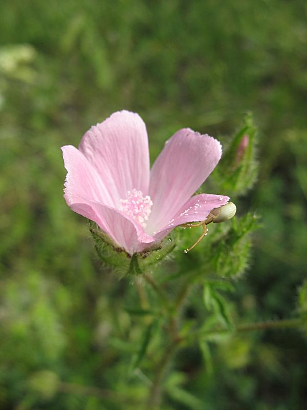 Image of Malva setigera specimen.