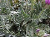 Oxytropis bracteata