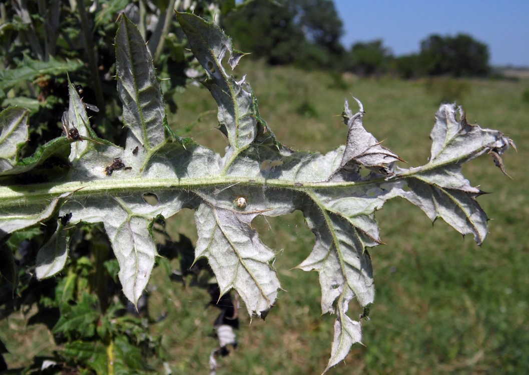 Image of Echinops sphaerocephalus specimen.