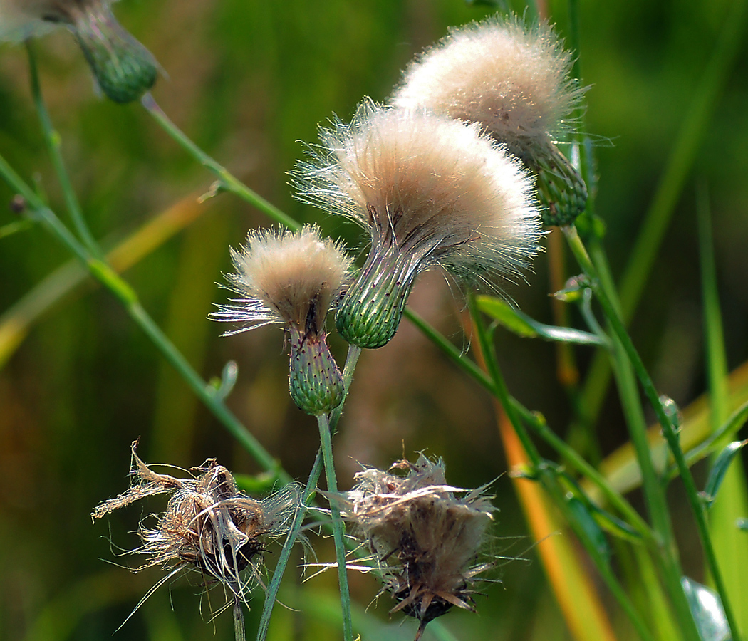 Изображение особи Cirsium setosum.