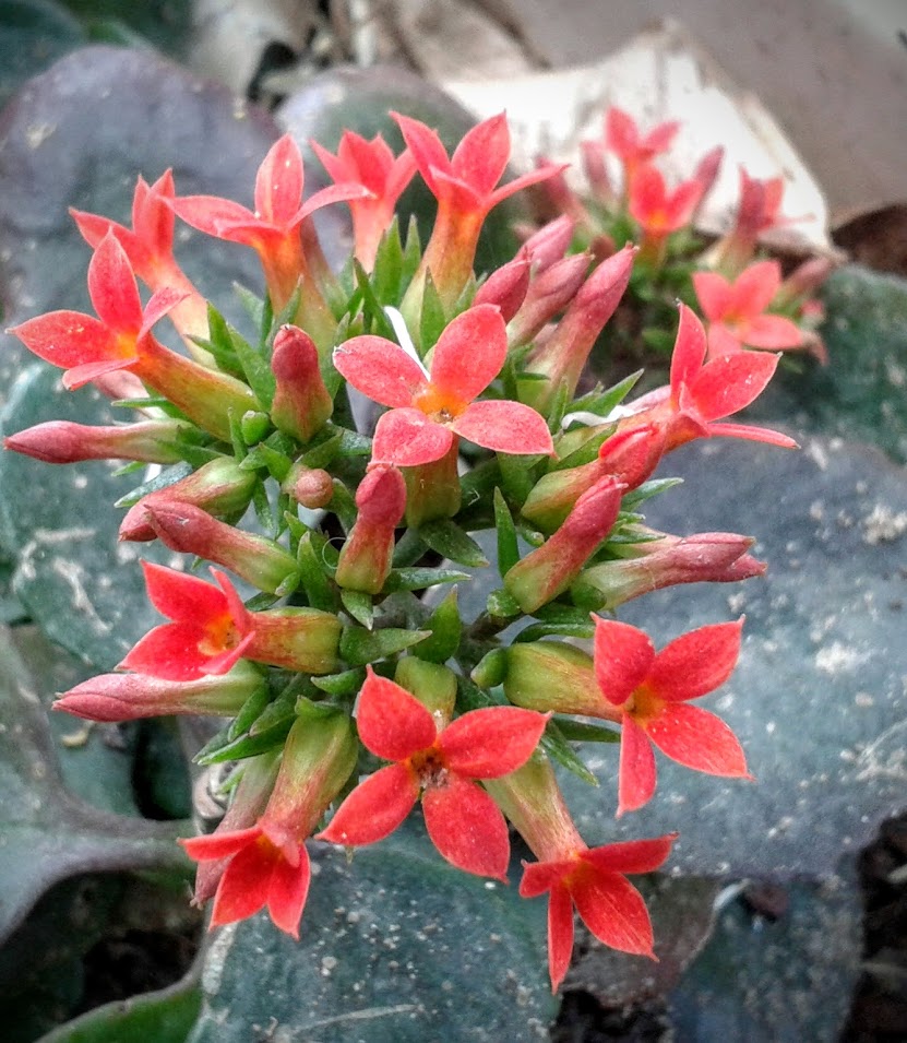 Image of Kalanchoe blossfeldiana specimen.