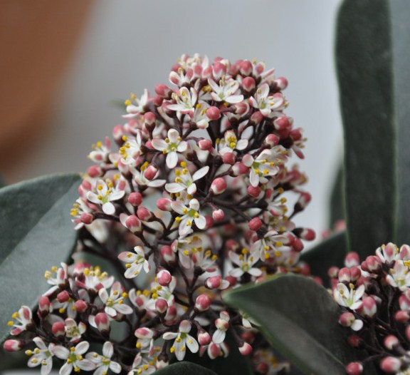 Image of Skimmia japonica specimen.