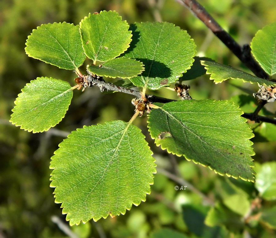 Image of Betula divaricata specimen.