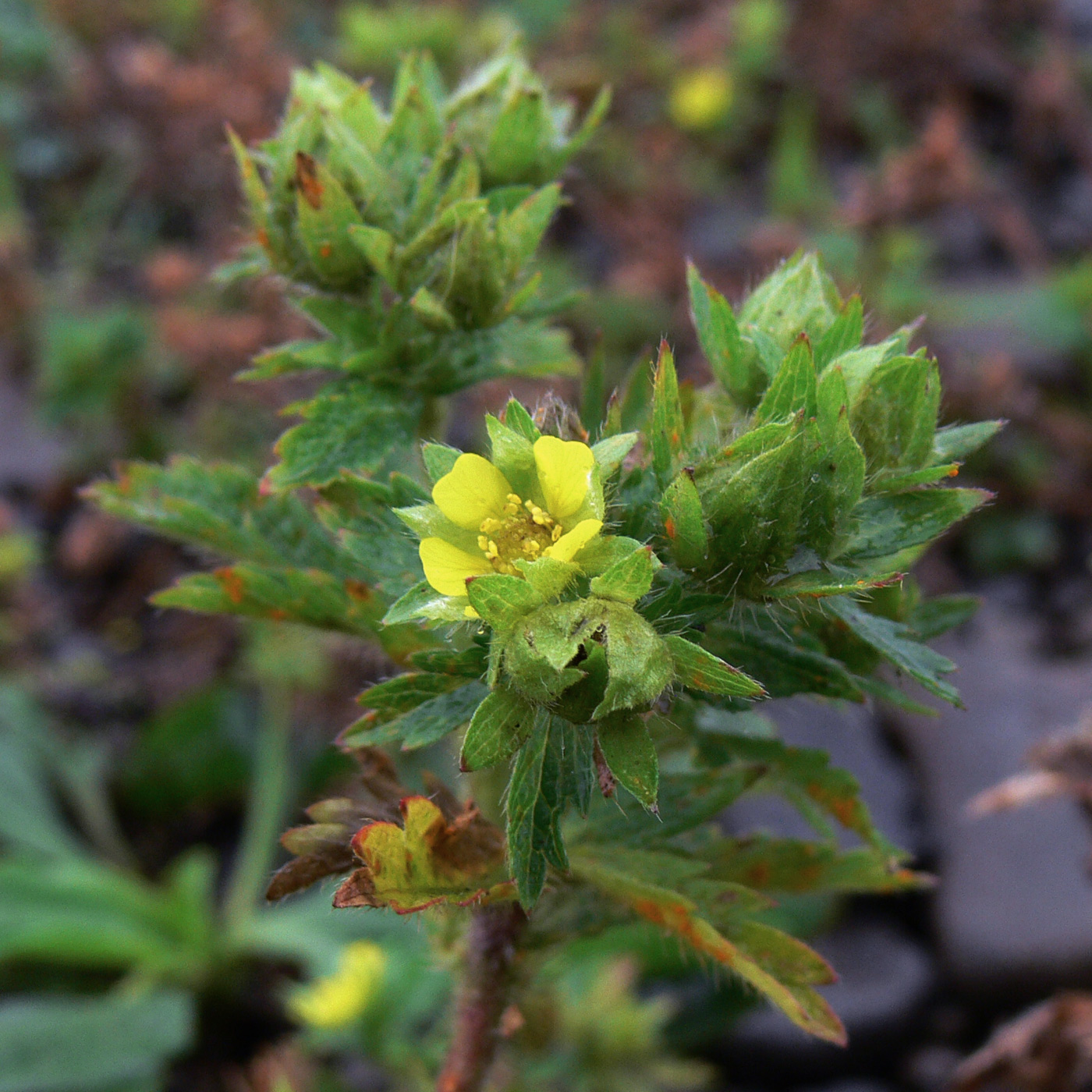 Изображение особи Potentilla norvegica.