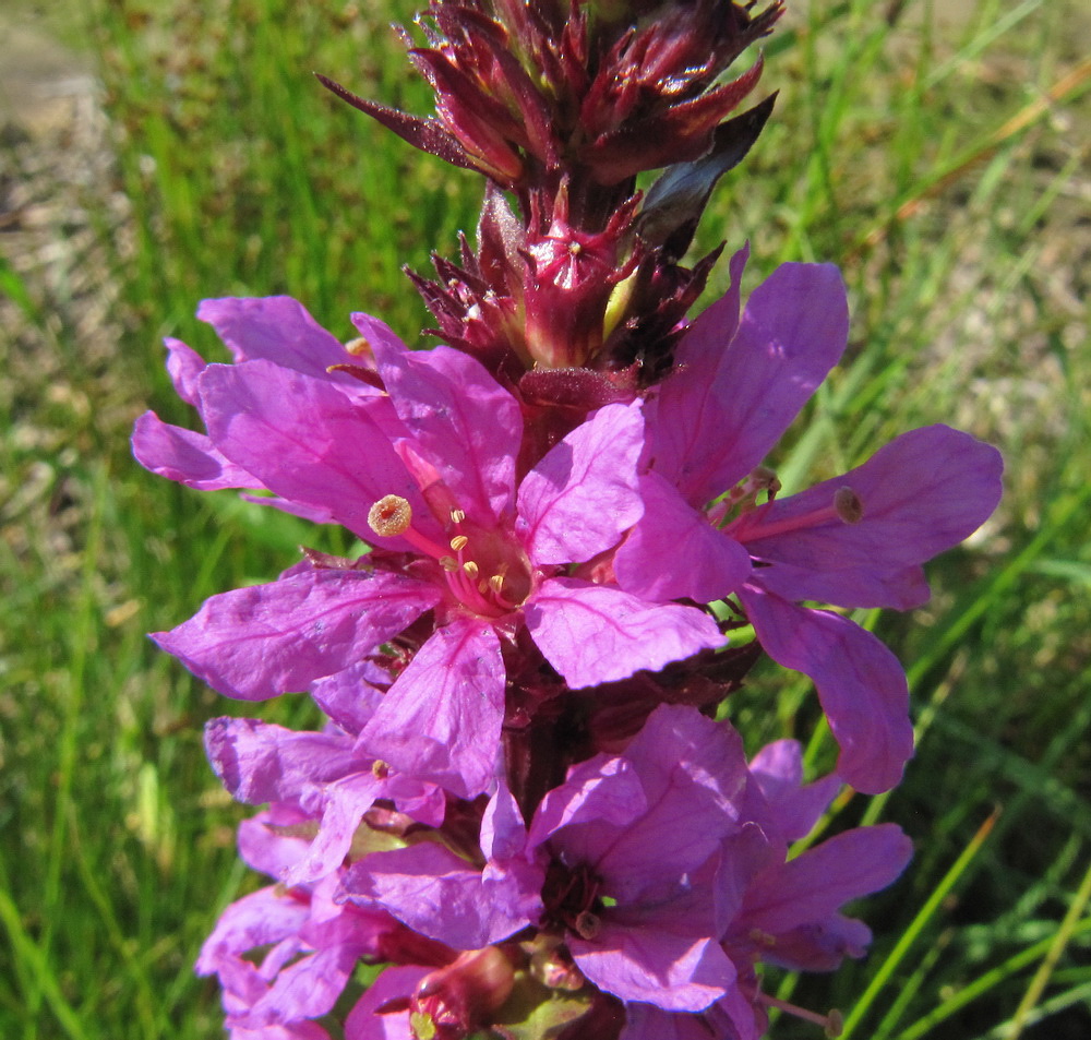 Изображение особи Lythrum salicaria.