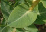 Euphorbia agraria