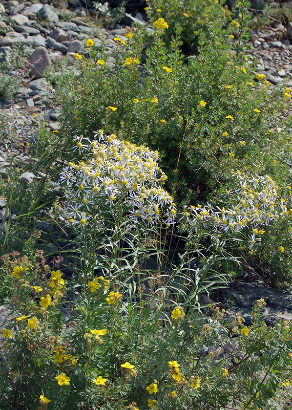 Image of Galatella punctata specimen.