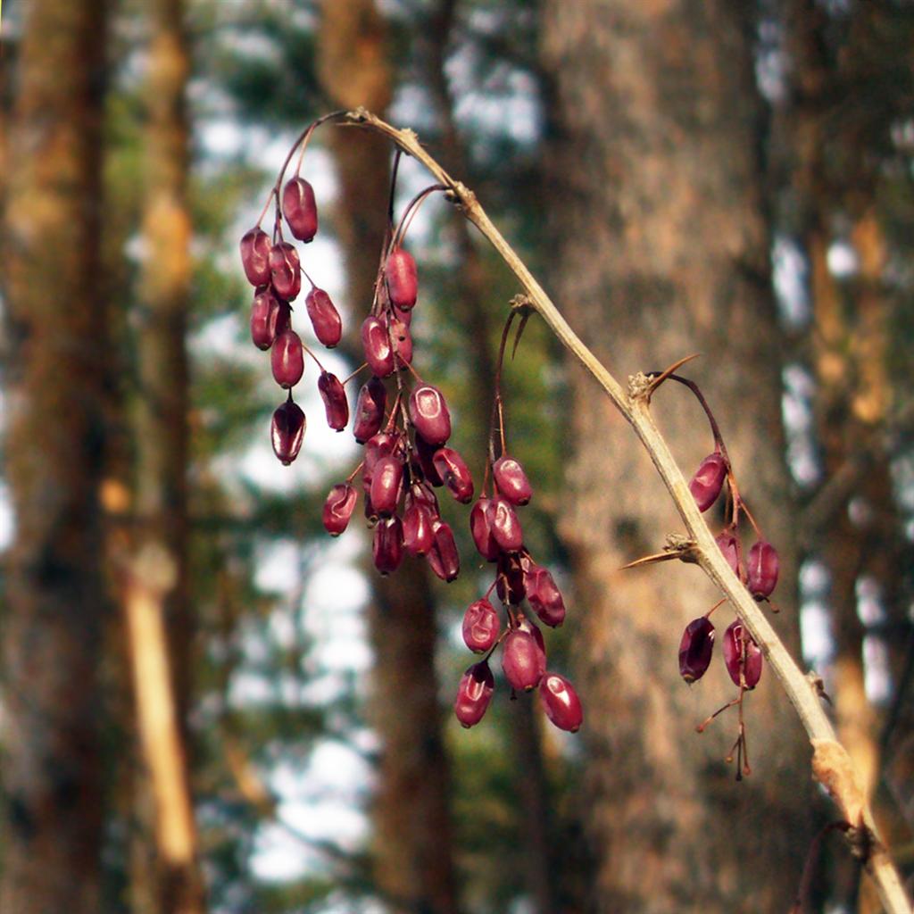 Image of Berberis vulgaris specimen.