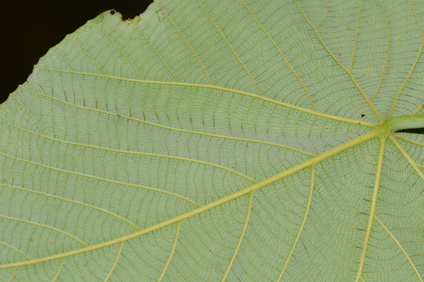 Image of Macaranga tanarius specimen.