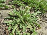 Capsella bursa-pastoris