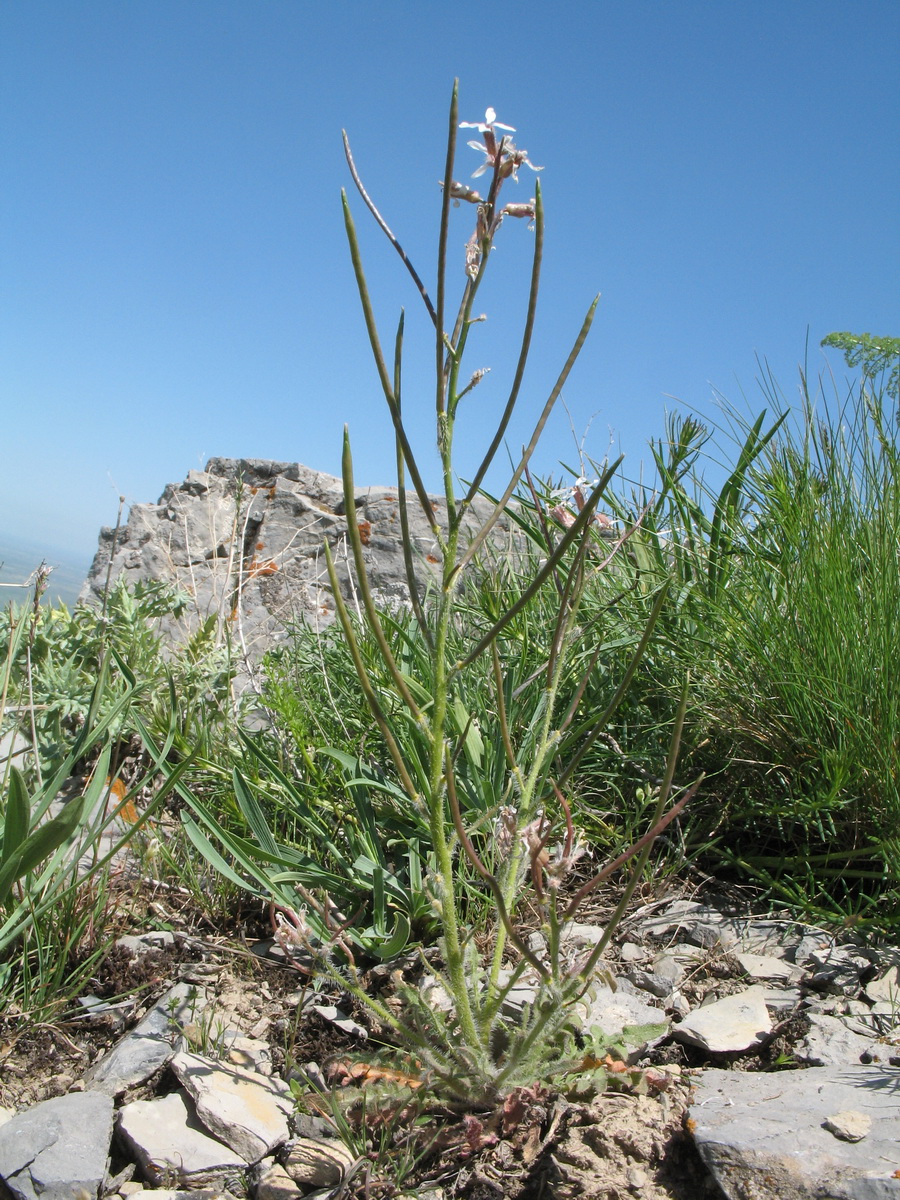 Image of Parrya khorasanica specimen.