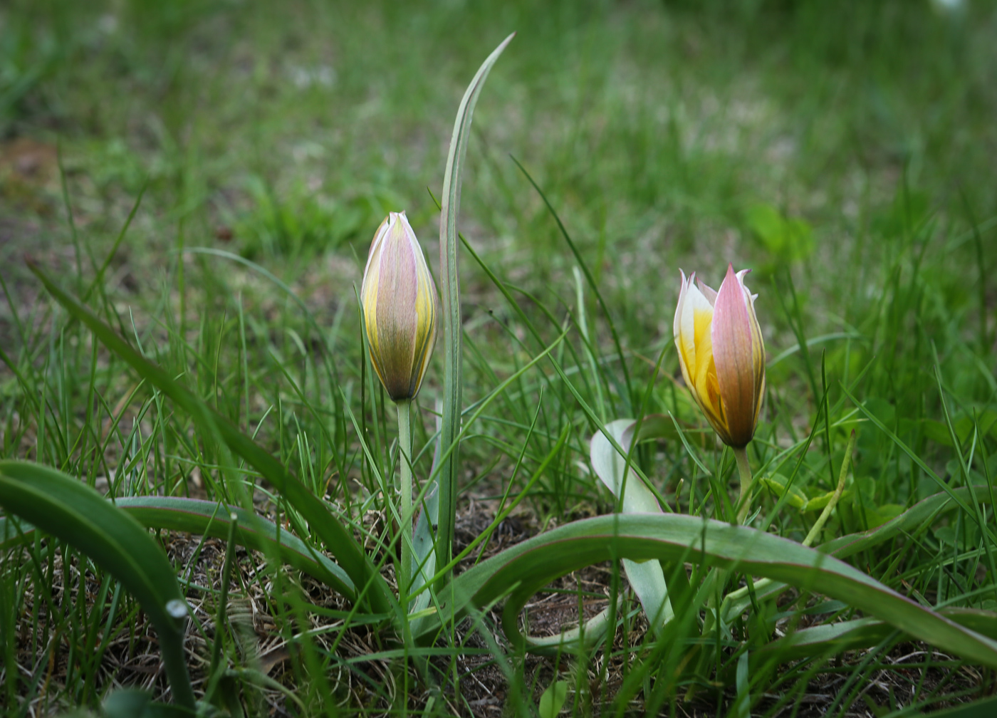 Image of Tulipa tarda specimen.