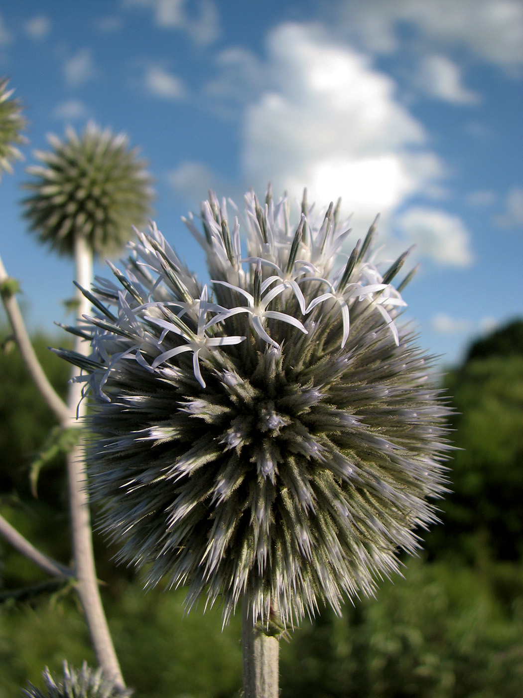 Изображение особи Echinops sphaerocephalus.