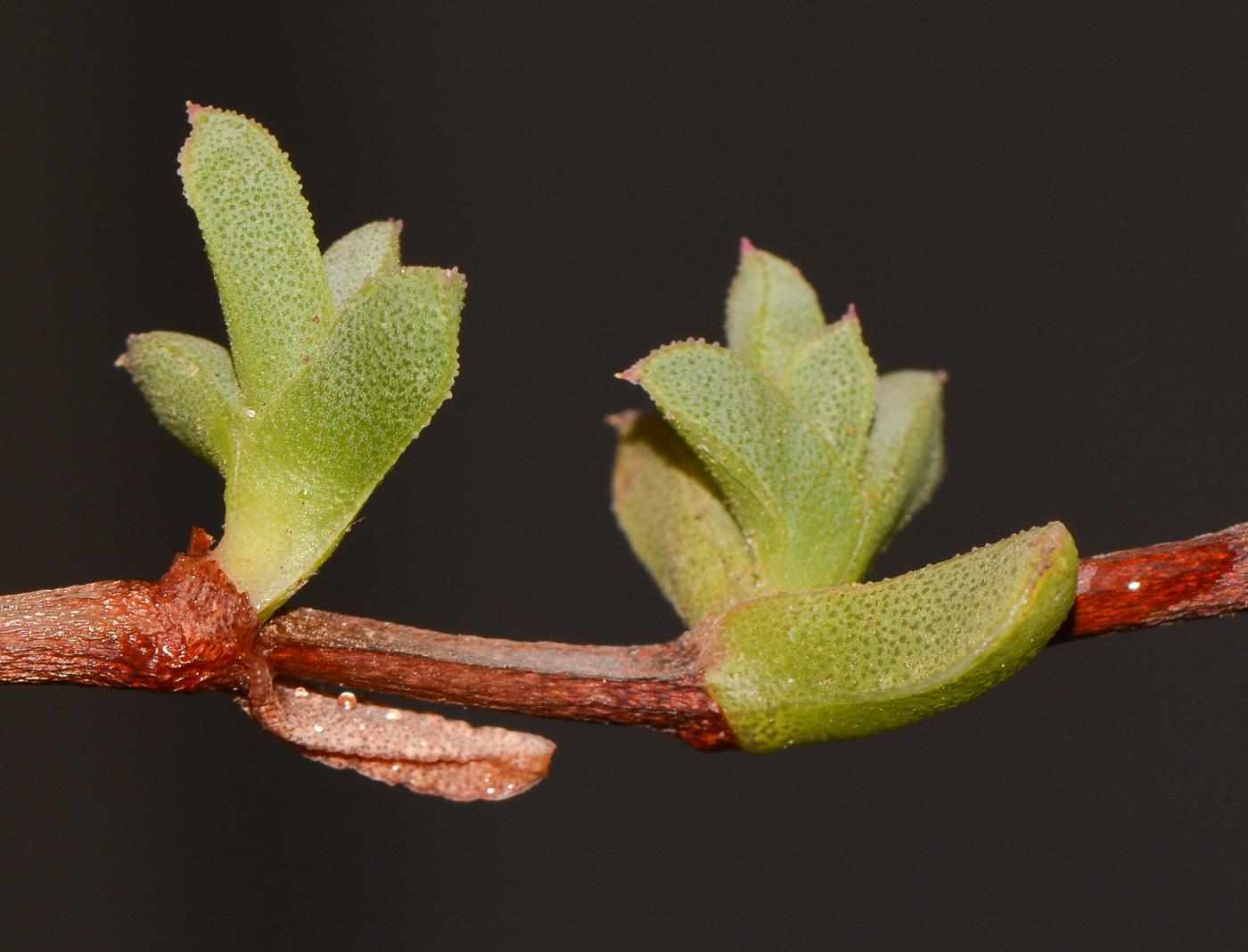 Image of Ruschia lineolata specimen.