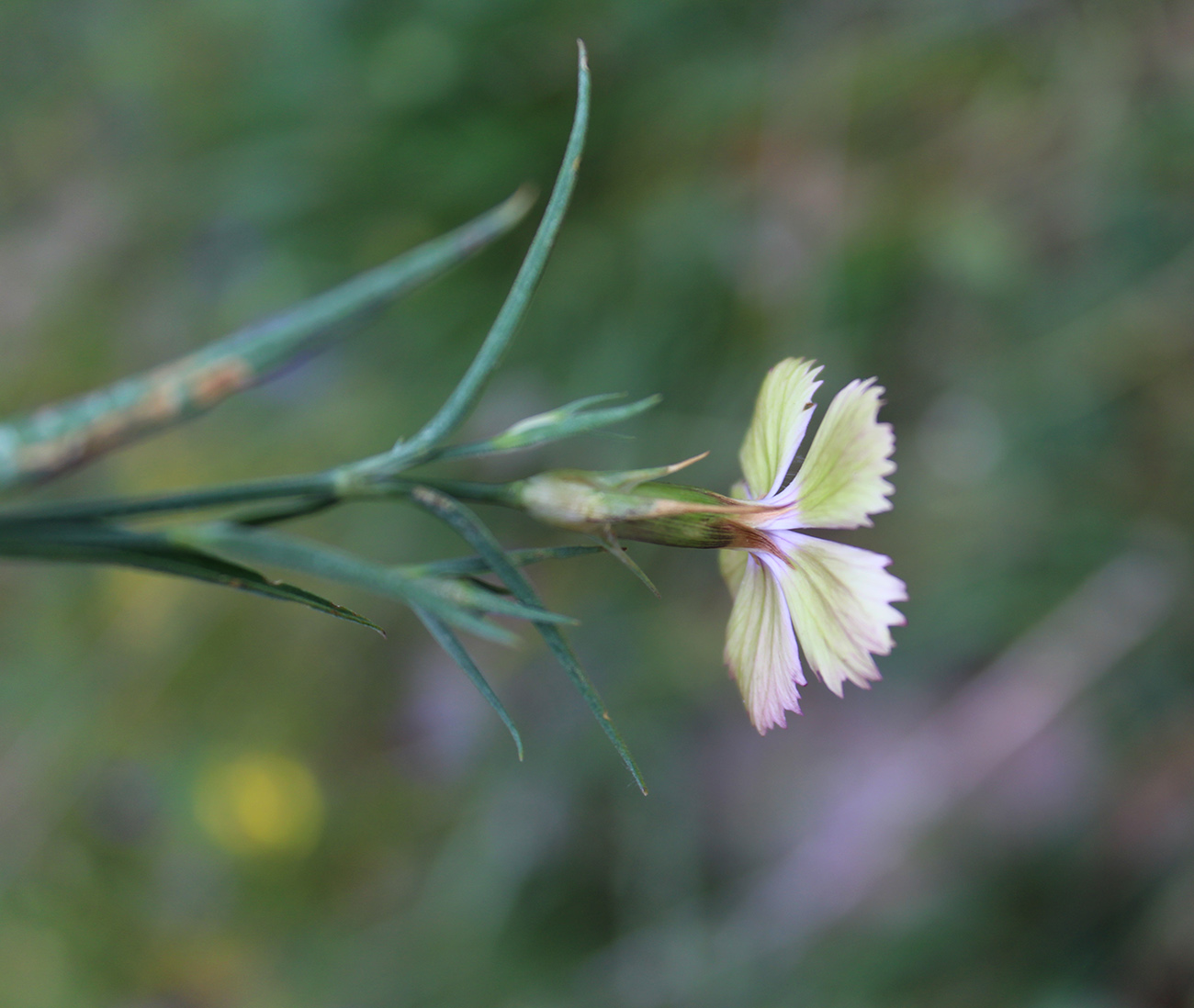 Image of Dianthus caucaseus specimen.