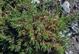genus Astragalus